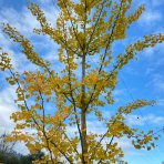 Ginko dvojlaločné (Ginkgo biloba) - výška 430-450 cm, kont. C130L, obvod kmeňa 18/20 cm - EXEMPLÁR